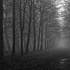 Bos in mist van Hans Lok