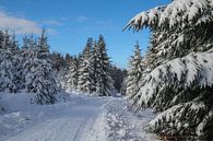 Winter Foto - Schneefoto - Ardennen von Pixelatestudio Fotografie Miniaturansicht