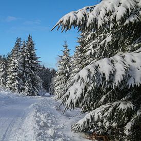 Winter Foto - Schneefoto - Ardennen von Pixelatestudio Fotografie