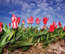 red d'lights by Rob Kuijper