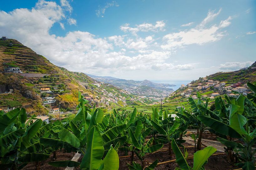 Banana plantation by Loris Photography