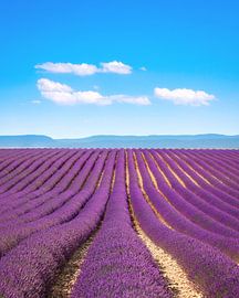 Vibrant Purple Lavender Fields on Valensole Plateau by Stefano Orazzini