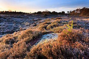 Winterse heide in Bakkeveen van Ron ter Burg