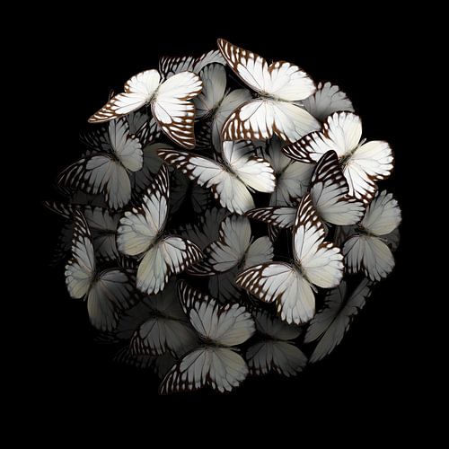 Morphogenetisch: Weiß I