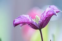 Clematis flower macro