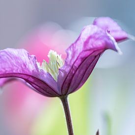 Clematis bloem macro van Mel van Schayk