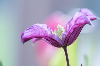 Clematisblüte Makro