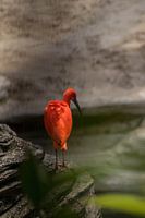 Le bel Ibis rouge