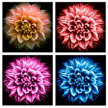 collage Blüte der Dahlie in 4 verschiedenen Farben auf schwarzem Hintergrund von Dieter Walther