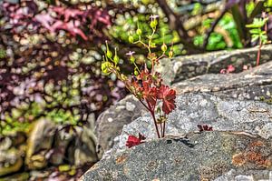 English Wallflower