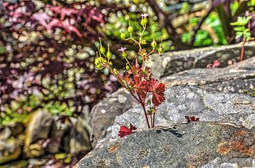 Englisches Mauerblümchen