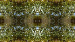 Mirrored leaves, water and symmetry 1