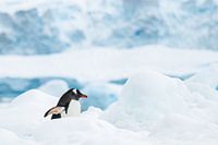 Eselspinguin Antarktis