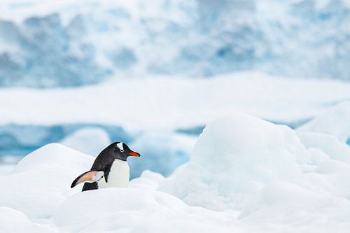 Gentoo-pinguïn Antarctica