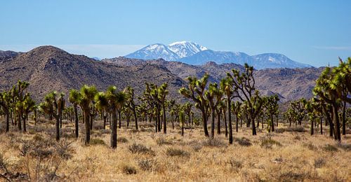 Joshua Tree National Park, Californië, Amerika