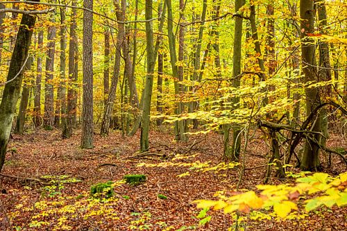 Bunter Herbstwald von Achim Prill