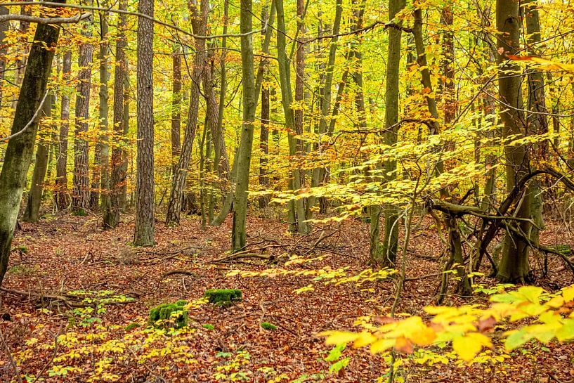 Kleurrijk herfstbos van Achim Prill