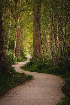 Haulsterbossen Friesland