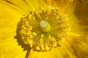 Das Herz einer Blume