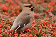 Pestvogel van Paul van Gaalen, natuurfotograaf thumbnail