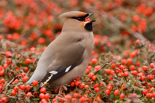 Pestvogel