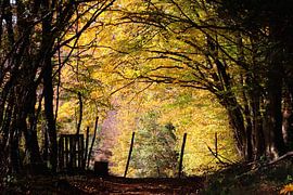 Lumières d'automne sur Stefan Keiner
