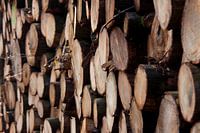 Boomstammen wood 