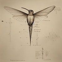 Illustration technique d'un colibri
