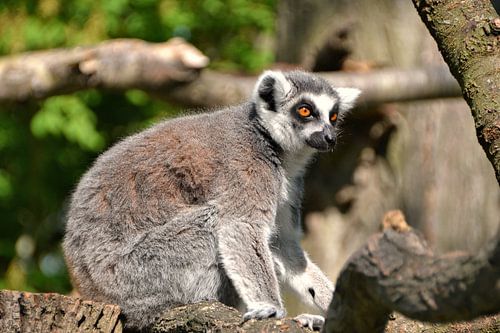 Katta sur un arbre