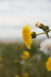 Flower  von Azucena Kouwenhoven