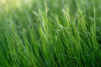 Green, green, grass of home