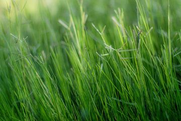 Green, green, grass of home sur Herbert Seiffert