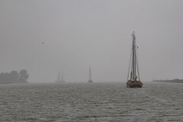 ijsselmeer van ton vogels