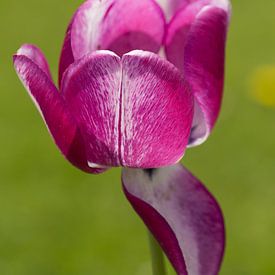 Tulpe von Stefanie Rickenthäler