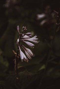 Gouttes de pluie sur une fleur de lilas sur Imagination by Mieke