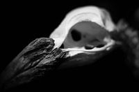 Bird's skull