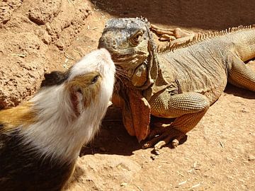 Leguan and guinea pig animal friends by suzanne.en.camera