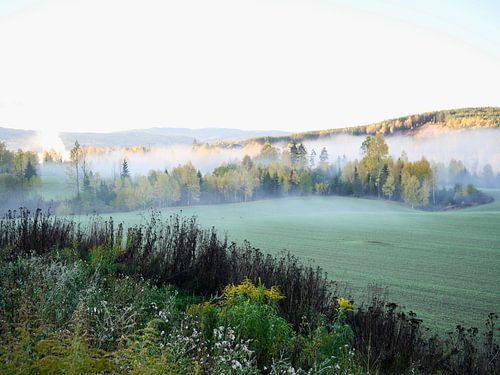 Brouillard matinal en Norvège