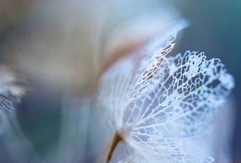 Hortensia squelette de feuille | Photographie de nature
