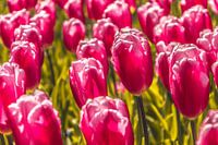 Paarse tulpen