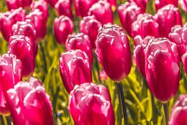 Paarse tulpen by Stedom Fotografie