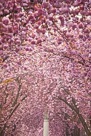 Cherry blossom in Bonn by Jiri Viehmann