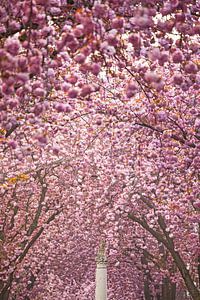 Kirschblüte in Bonn