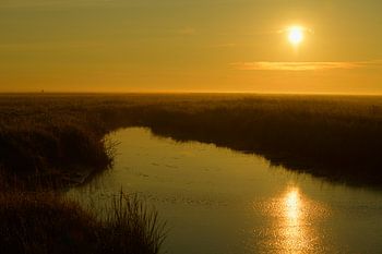 Morgenstimmung in den Salzwiesen