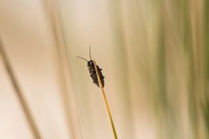 An insect hanging in the dune grass at the Dutch island of Terschelling von Leon Doorn