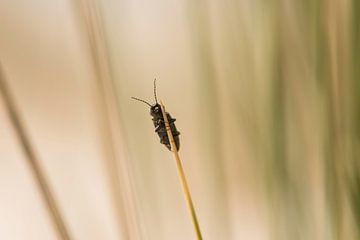 An insect hanging in the dune grass at the Dutch island of Terschelling