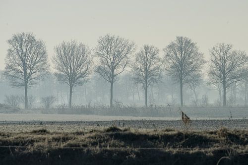 arbres d'hiver