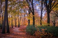 Wandelpad in prachtige herfstkleuren van Marcel Pietersen thumbnail