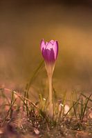 Krokus