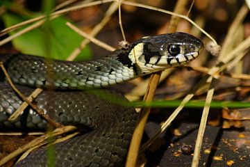 Grass Snake - Natrix natrix by Ingo Rasch